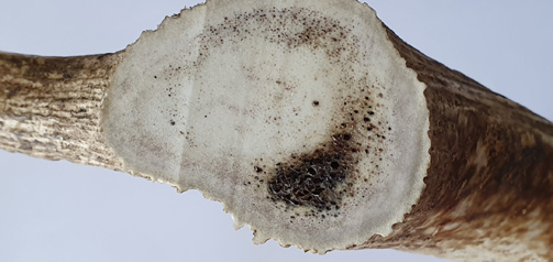 Cervus Dama/Blutversorgung im Inneren eines blanken Geweihknochens © H. J. Rolf/Göttingen